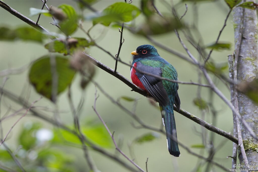 Trogon masqué mâle adulte, identification