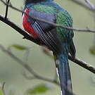 Trogon masqué