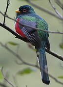 Trogon masqué