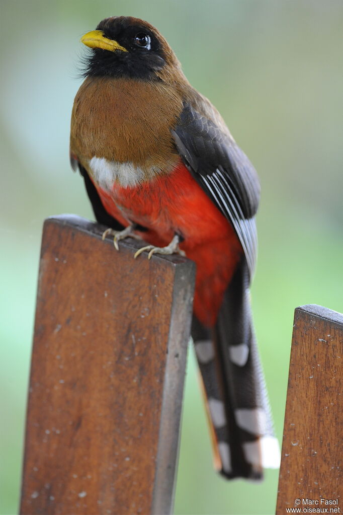 Masked Trogon female adult, identification