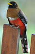 Trogon masqué