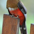 Trogon masqué