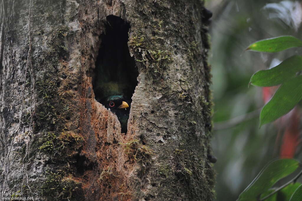 Mountain Trogon male adult breeding, Reproduction-nesting