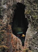 Mountain Trogon