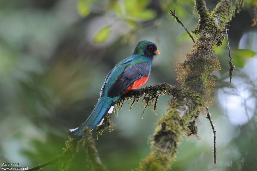 Trogon montagnard mâle adulte nuptial, identification