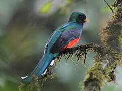 Trogon montagnard