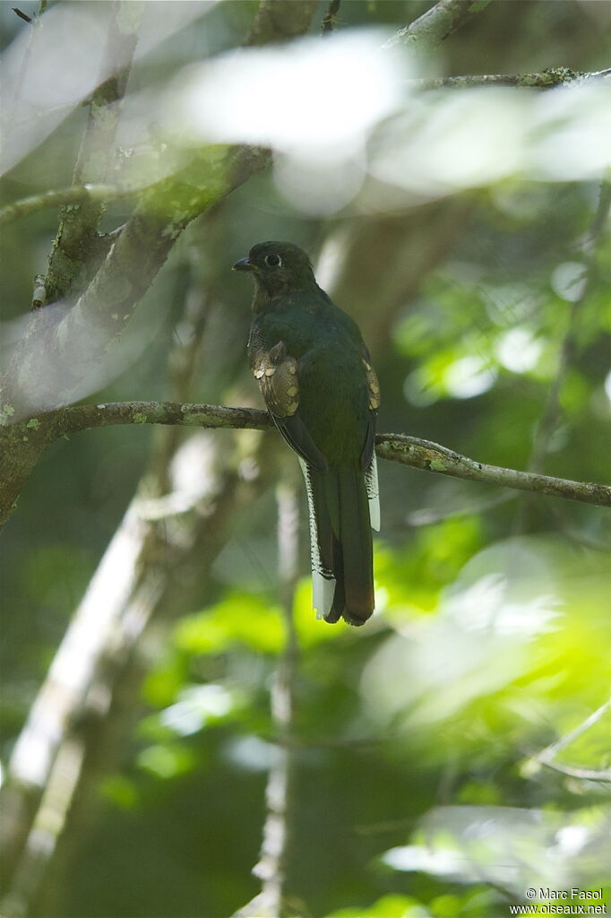 Trogon rosalba mâle immature, identification, Comportement