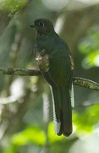 Trogon rosalba