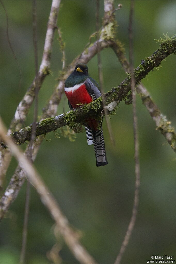 Trogon rosalba mâle adulte, identification