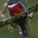 Trogon rosalba