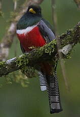 Trogon rosalba