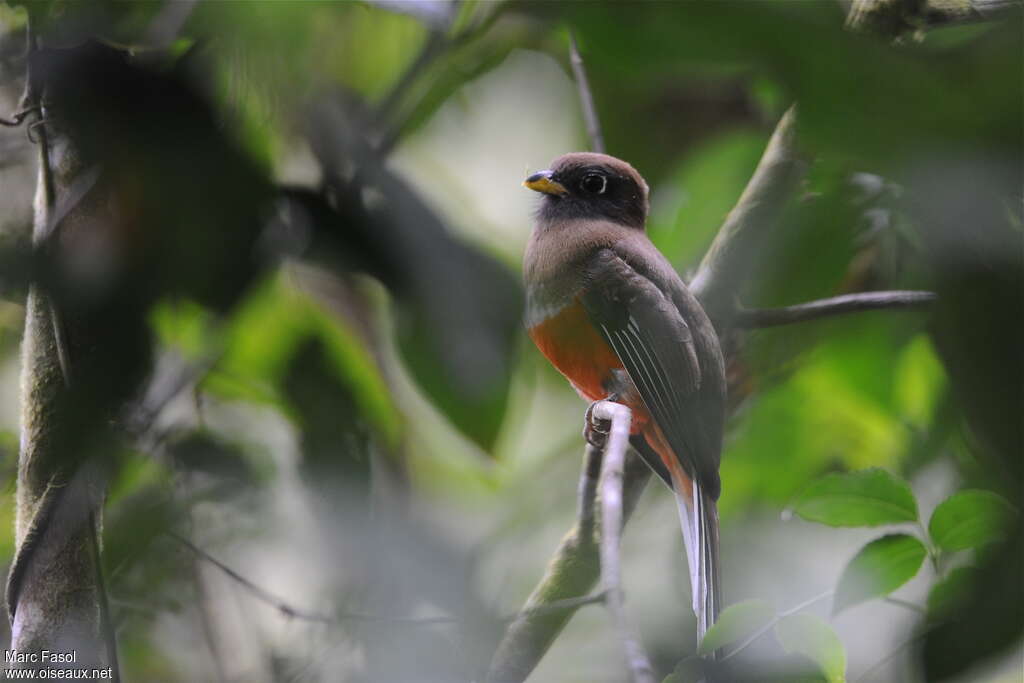 Trogon rosalba femelle adulte, identification