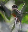 Trogon rosalba