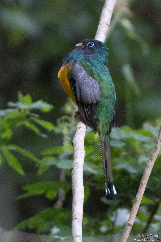 Trogon surucua femelle adulte, identification