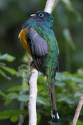 Surucua Trogon