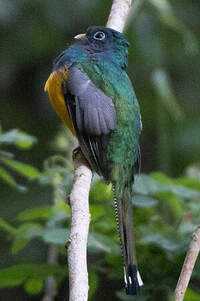 Trogon surucua