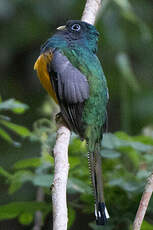 Trogon surucua