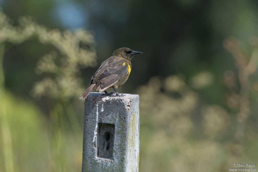 Brown-and-yellow Marshbirdadult