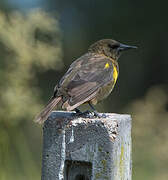 Brown-and-yellow Marshbird