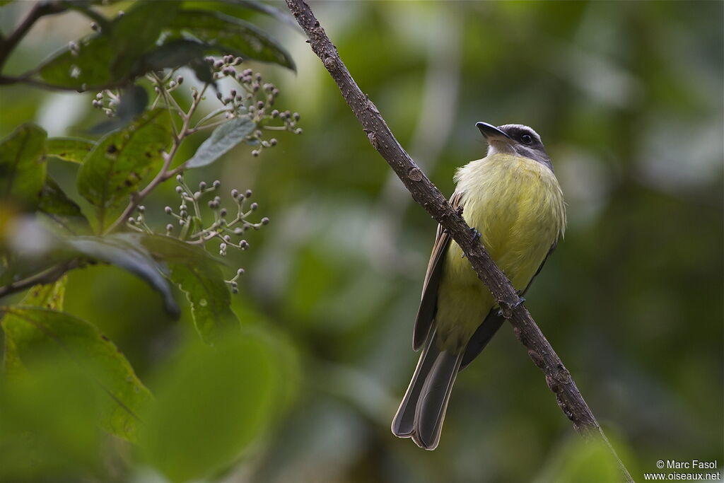 Golden-crowned Flycatcheradult, identification