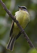 Golden-crowned Flycatcher