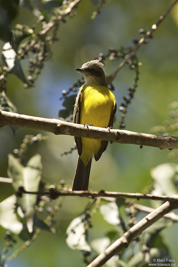 Grey-capped Flycatcheradult, identification