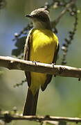 Grey-capped Flycatcher