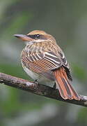 Streaked Flycatcher