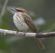 Streaked Flycatcher