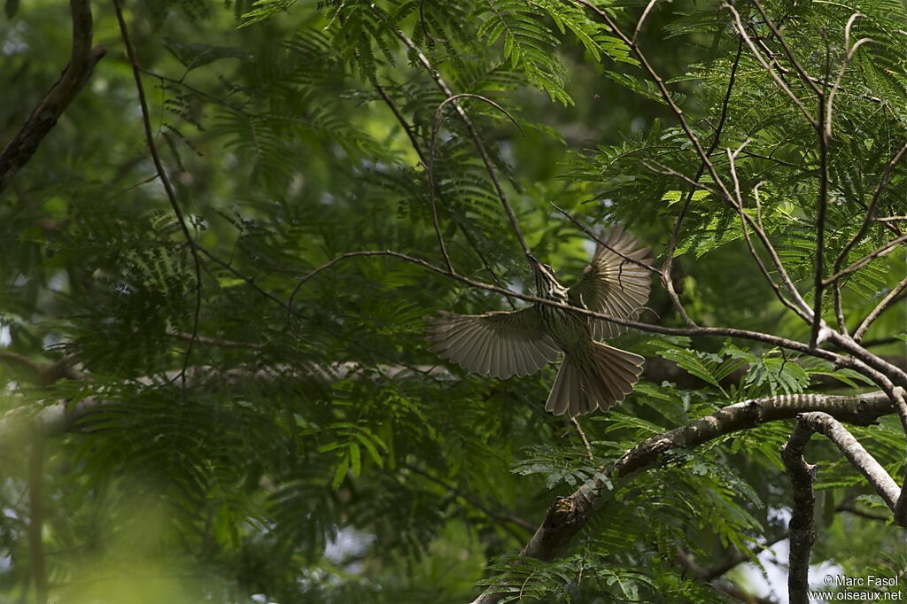 Streaked Flycatcheradult, Flight