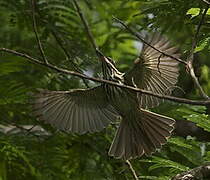 Streaked Flycatcher