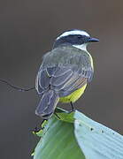 Rusty-margined Flycatcher