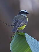 Rusty-margined Flycatcher