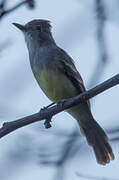 Brown-crested Flycatcher