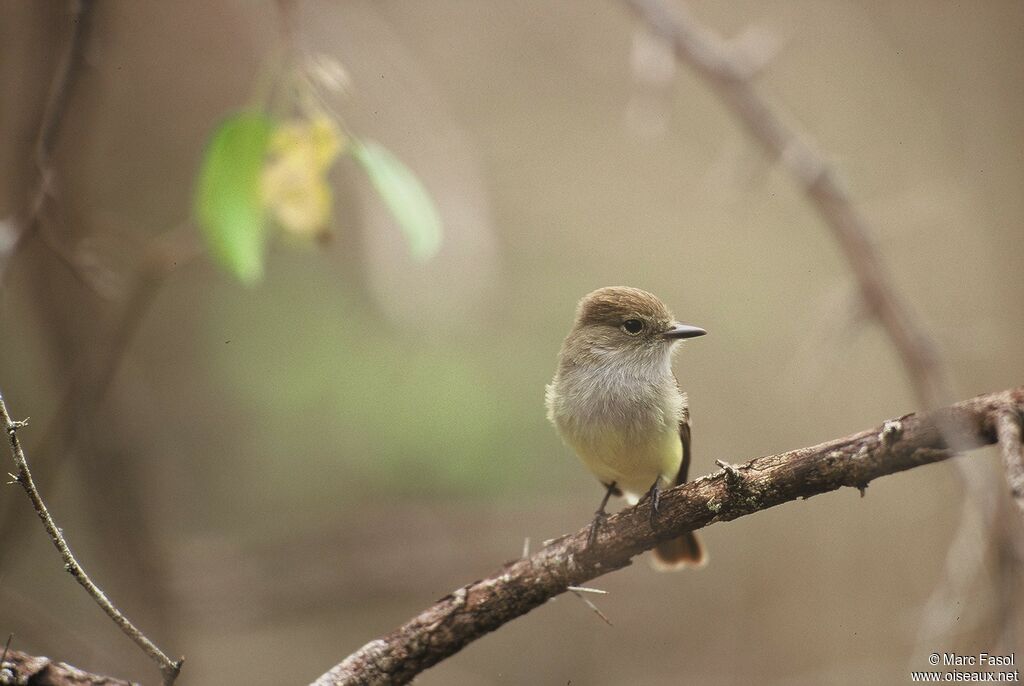 Tyran des Galapagosadulte, identification