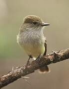 Galapagos Flycatcher