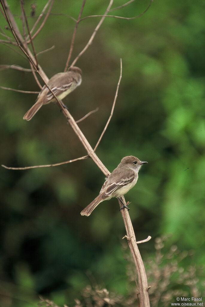 Galapagos Flycatcher adult, identification