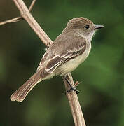 Galapagos Flycatcher