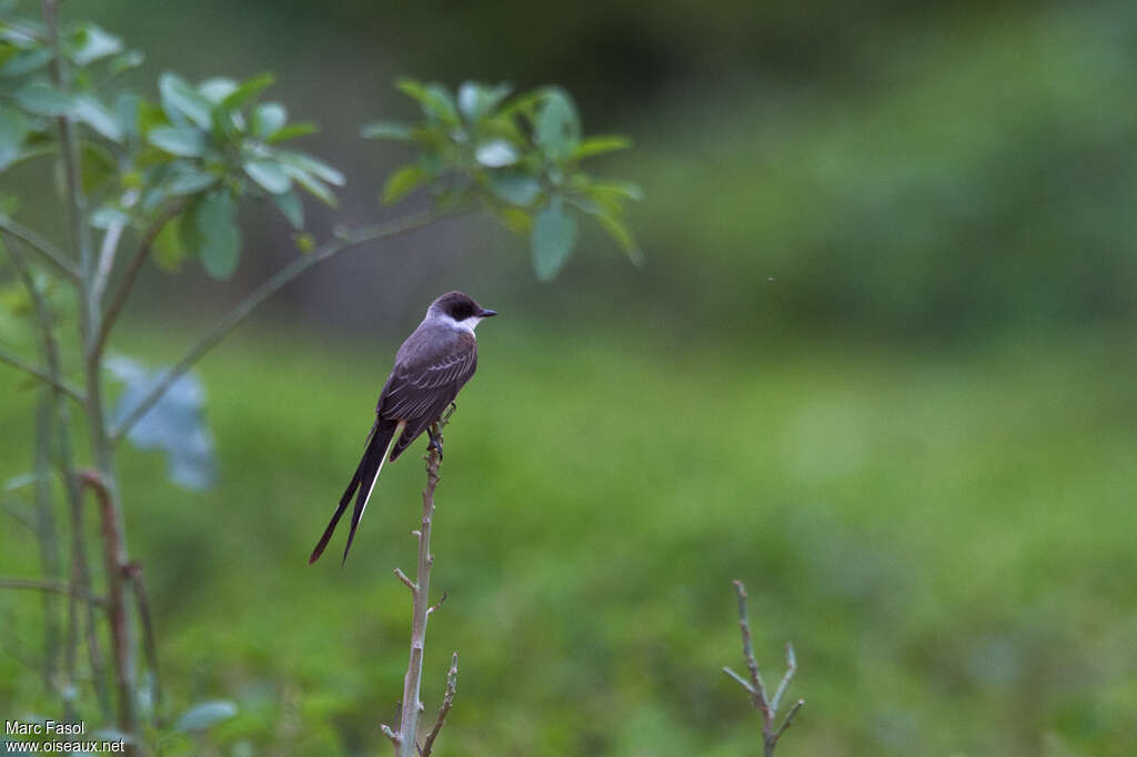 Fork-tailed Flycatcher female adult, identification