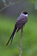 Fork-tailed Flycatcher