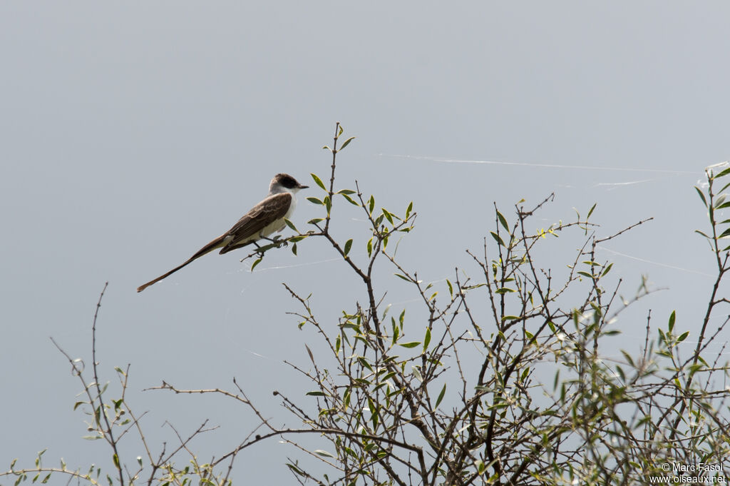 Fork-tailed Flycatcheradult, identification