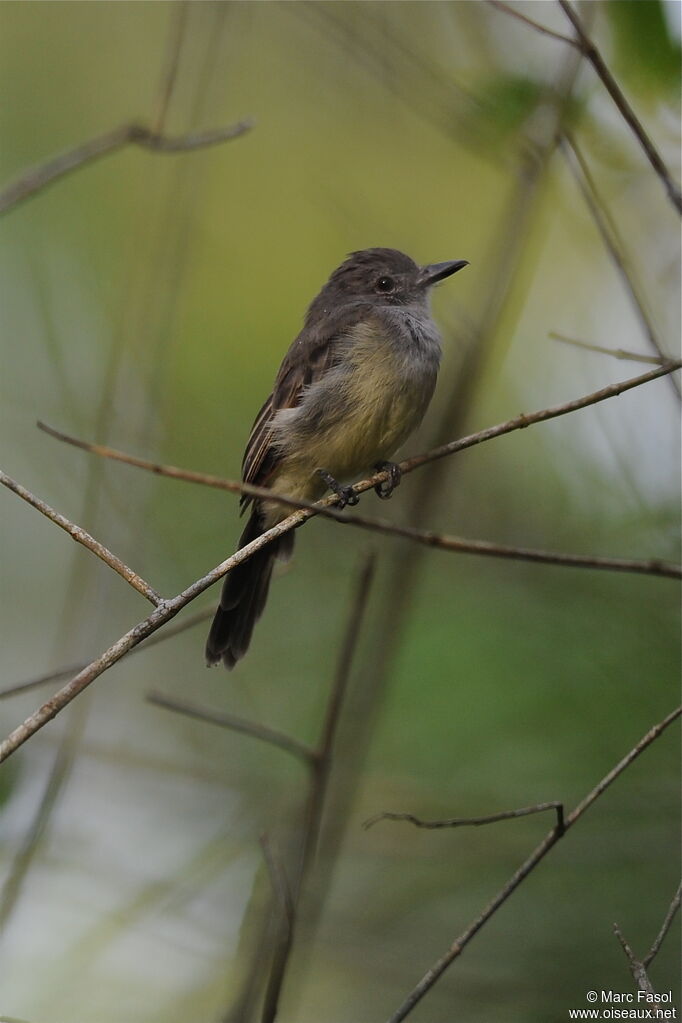 Panama Flycatcheradult, identification