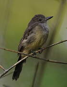 Panamanian Flycatcher