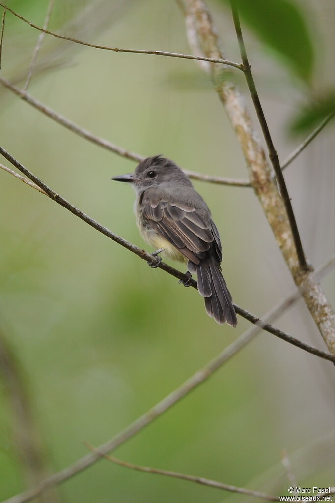 Panamanian Flycatcheradult, identification