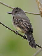 Panamanian Flycatcher