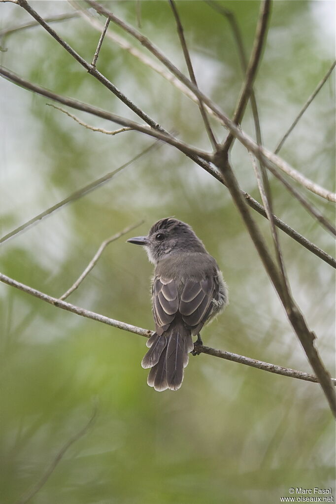 Panama Flycatcheradult, identification