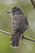 Panama Flycatcher