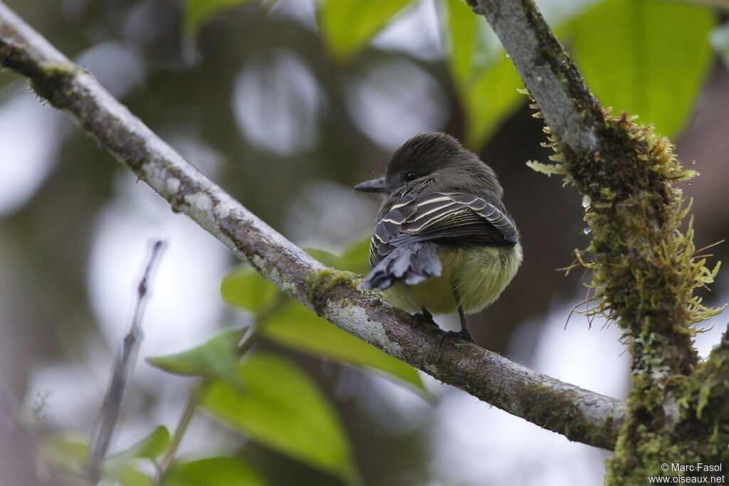 Pale-edged Flycatcheradult, identification