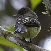 Pale-edged Flycatcher