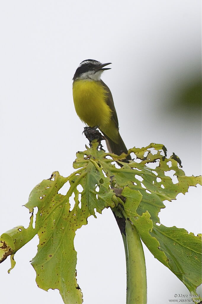 Lesser Kiskadeeadult, identification, song